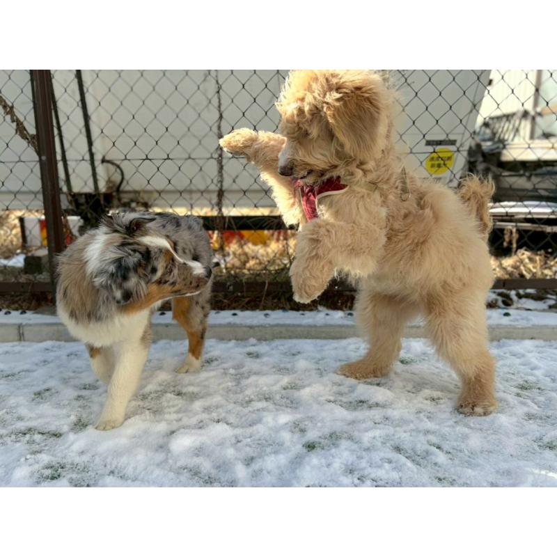 成約済の長野県のミックス犬-418629の9枚目