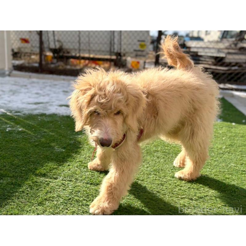 成約済の長野県のミックス犬-418629の8枚目