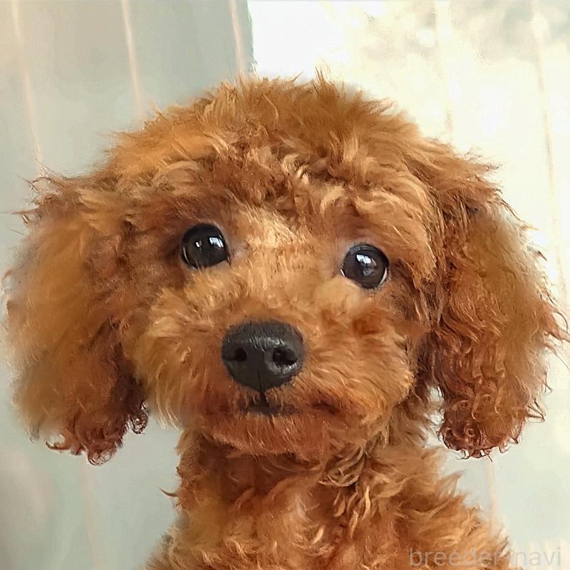 販売中の熊本県のタイニープードル-442001の1枚目