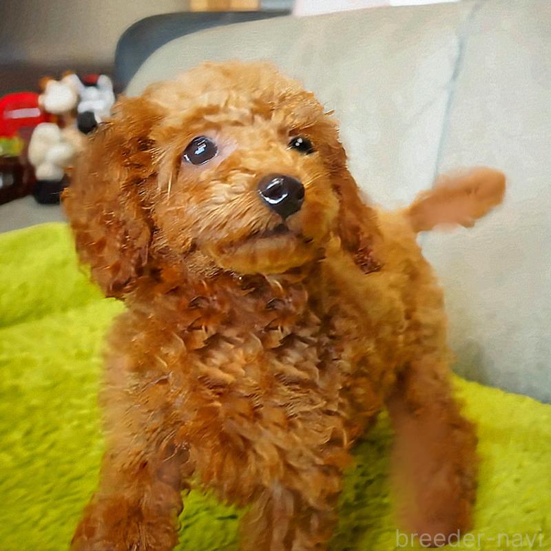 販売中の熊本県のタイニープードル-442001の5枚目