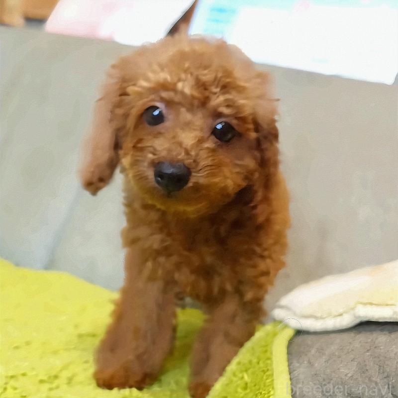 販売中の熊本県のタイニープードル-442001の4枚目