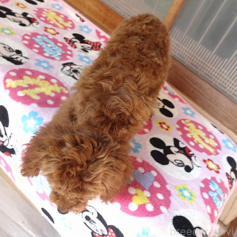 販売中の熊本県のタイニープードル-442001の2枚目