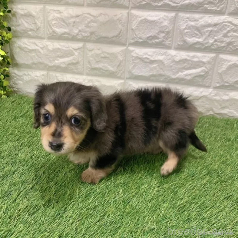 成約済の愛知県のミニチュアダックスフンド(ロングヘアード)-439768の5枚目