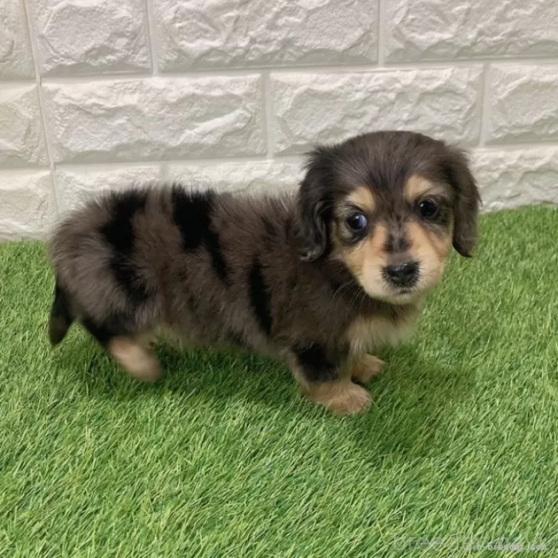 成約済の愛知県のミニチュアダックスフンド(ロングヘアード)-439768の4枚目