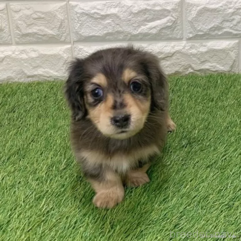 成約済の愛知県のミニチュアダックスフンド(ロングヘアード)-439768の3枚目