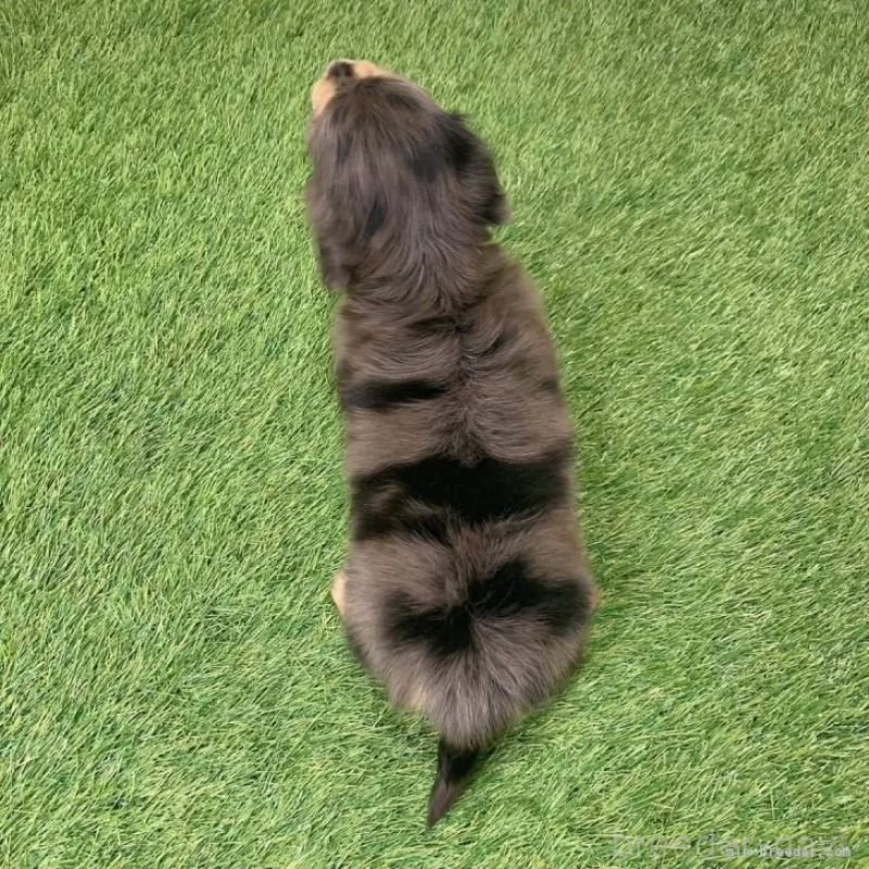 成約済の愛知県のミニチュアダックスフンド(ロングヘアード)-439768の2枚目