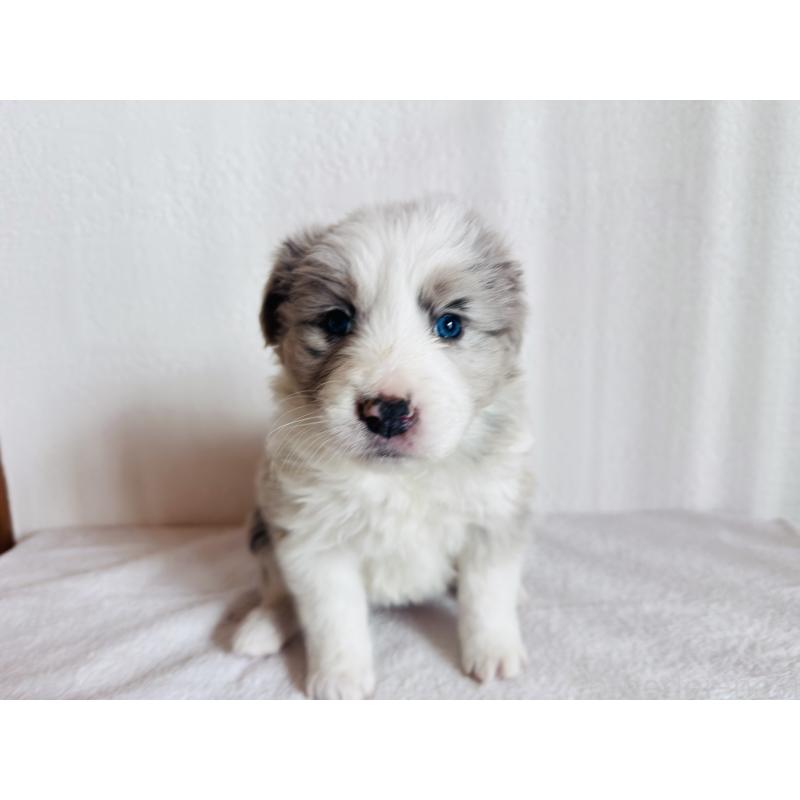 販売中の愛知県のボーダーコリー-442002の5枚目