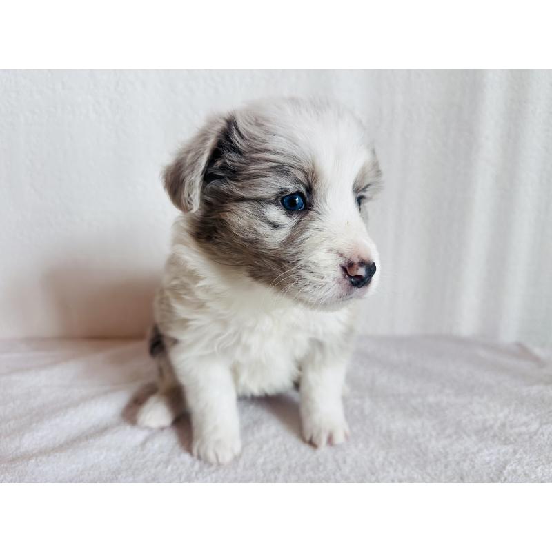 販売中の愛知県のボーダーコリー-442002の4枚目