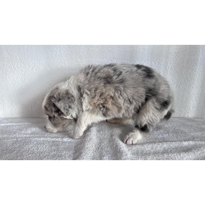 販売中の愛知県のボーダーコリー-442002の3枚目