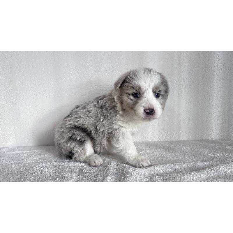 販売中の愛知県のボーダーコリー-442002の2枚目