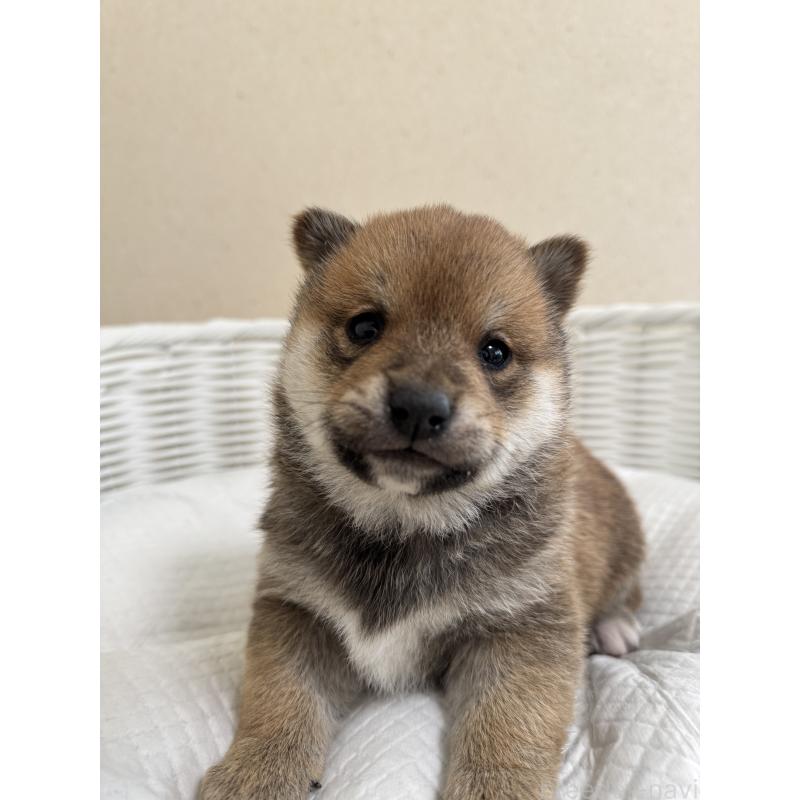 販売中の兵庫県の豆柴-442003の1枚目