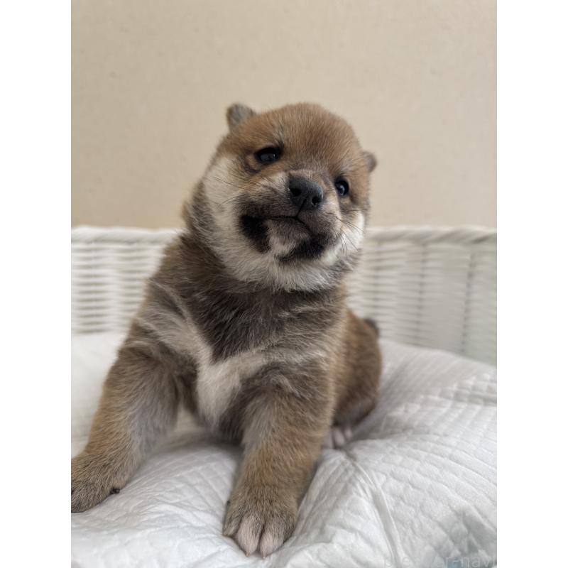 販売中の兵庫県の豆柴-442003の10枚目