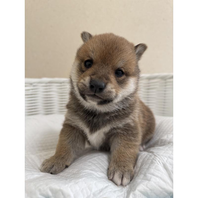 販売中の兵庫県の豆柴-442003の9枚目