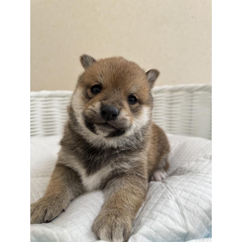 販売中の兵庫県の豆柴-442003の8枚目