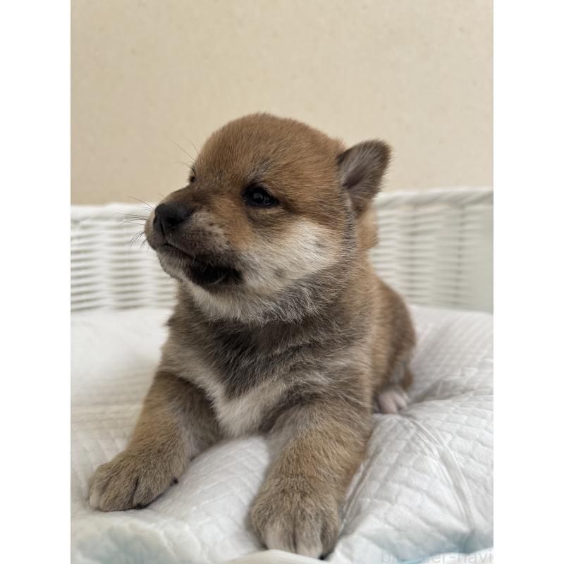 販売中の兵庫県の豆柴-442003の7枚目