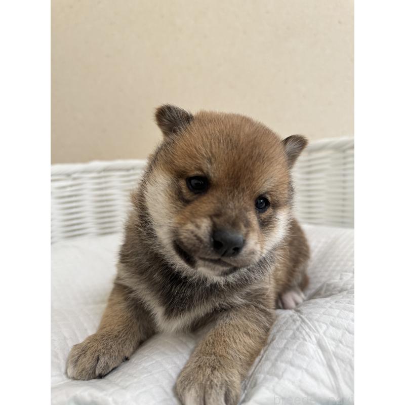 販売中の兵庫県の豆柴-442003の5枚目