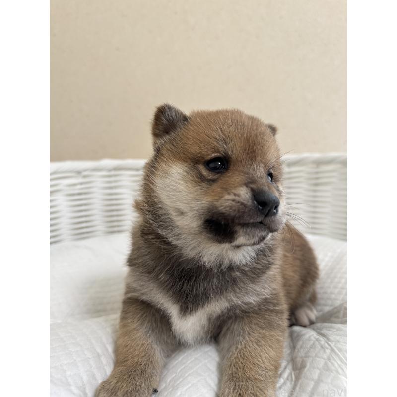 販売中の兵庫県の豆柴-442003の4枚目