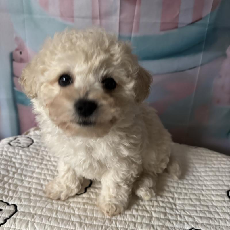 成約済の三重県のビションフリーゼ-440205の17枚目