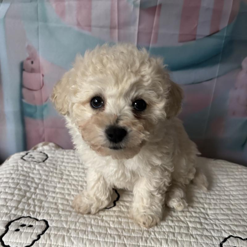 販売中の三重県のビションフリーゼ-440205