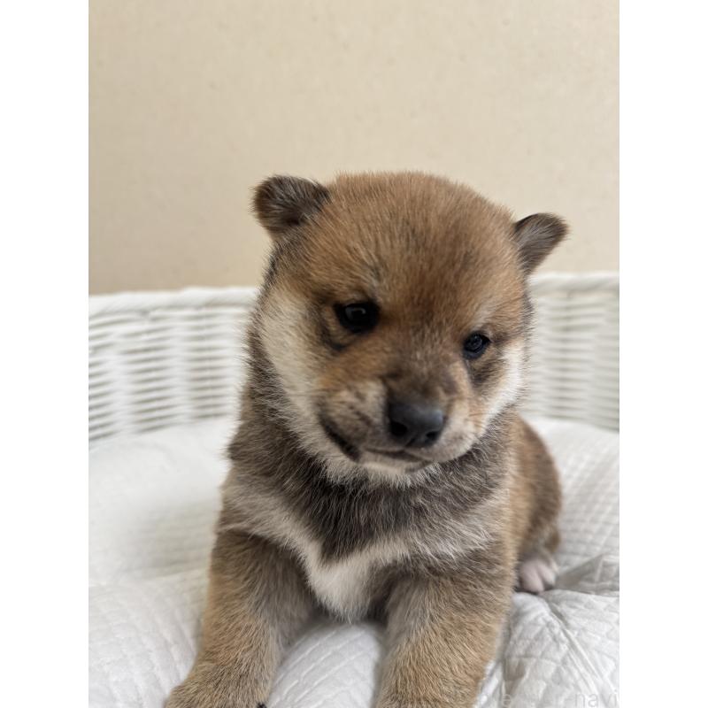 販売中の兵庫県の豆柴-442003の3枚目