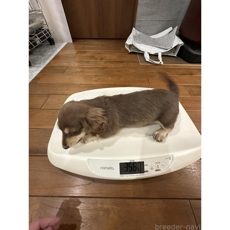 販売中の愛媛県のミニチュアダックスフンド(ロングヘアード)-435071の6枚目