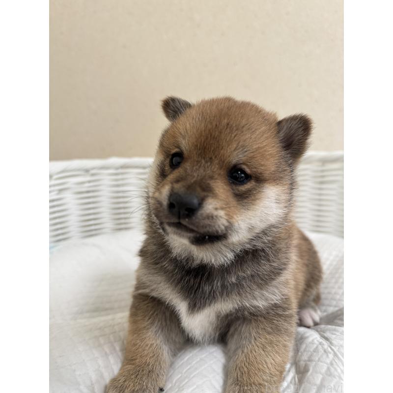 販売中の兵庫県の豆柴-442003の2枚目