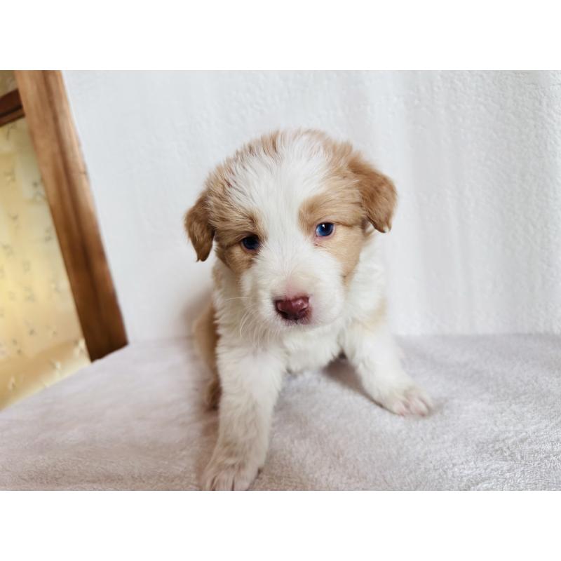 販売中の愛知県のボーダーコリー-442004の5枚目