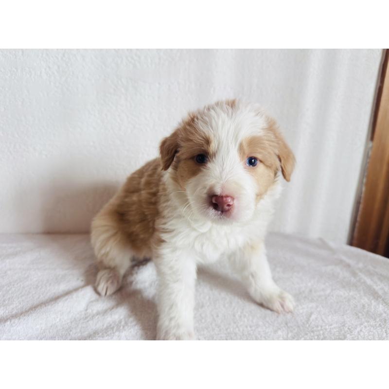 販売中の愛知県のボーダーコリー-442004の4枚目