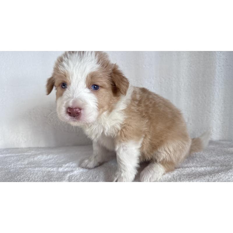 販売中の愛知県のボーダーコリー-442004の3枚目