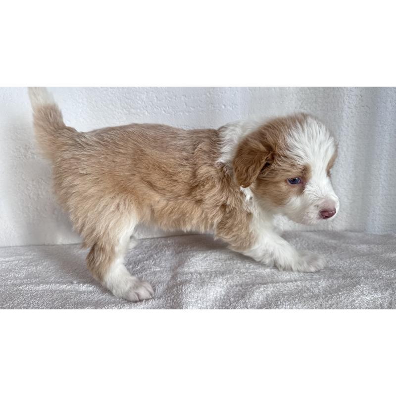 販売中の愛知県のボーダーコリー-442004の2枚目