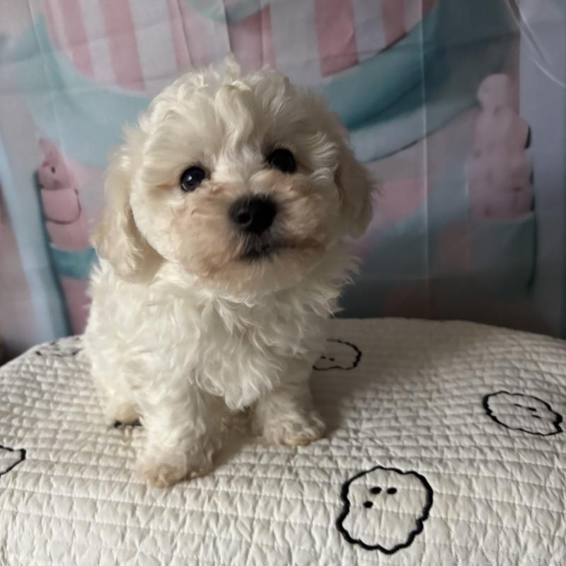 販売中の三重県のビションフリーゼ-440202