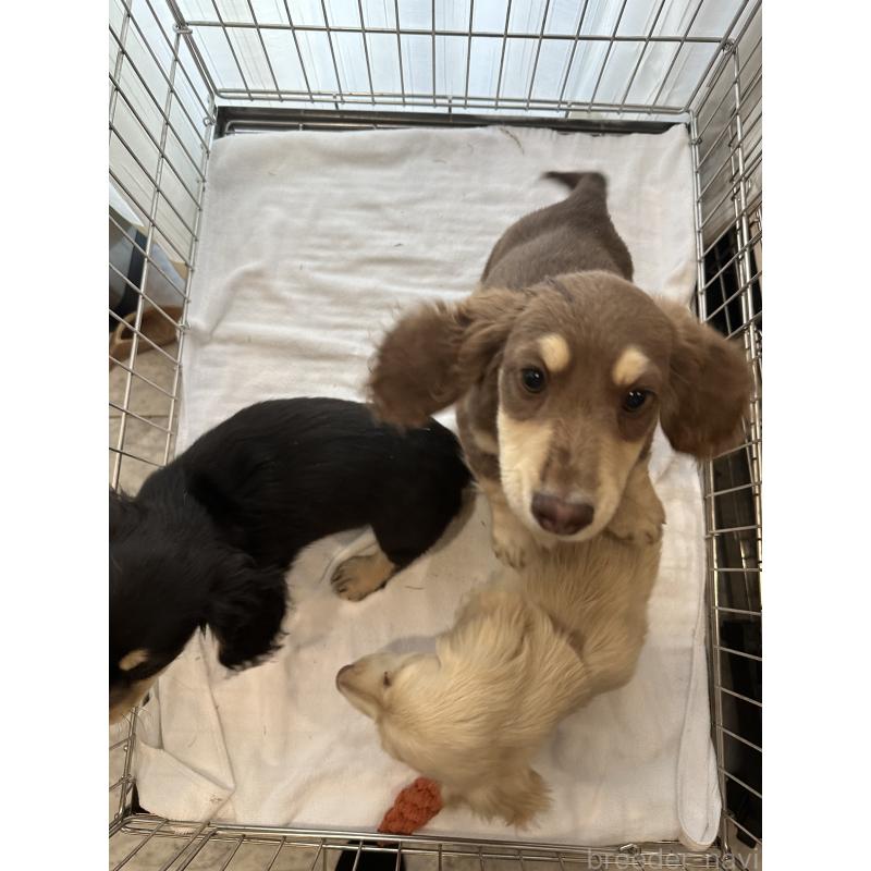 販売中の愛媛県のミニチュアダックスフンド(ロングヘアード)-435071の5枚目