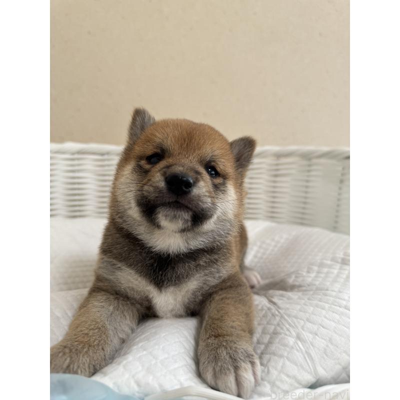 販売中の兵庫県の豆柴-442005