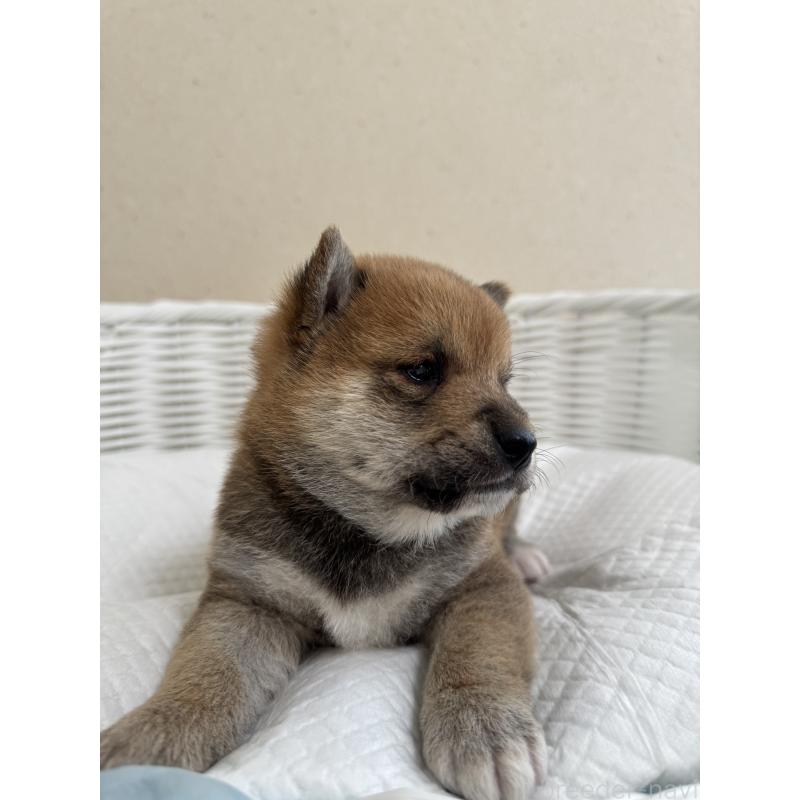 販売中の兵庫県の豆柴-442005の6枚目