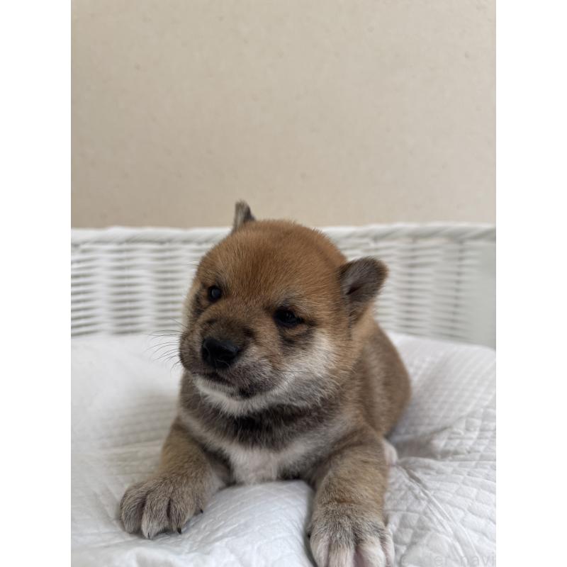 販売中の兵庫県の豆柴-442005の5枚目