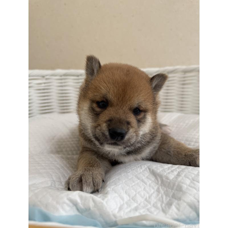 販売中の兵庫県の豆柴-442005の4枚目