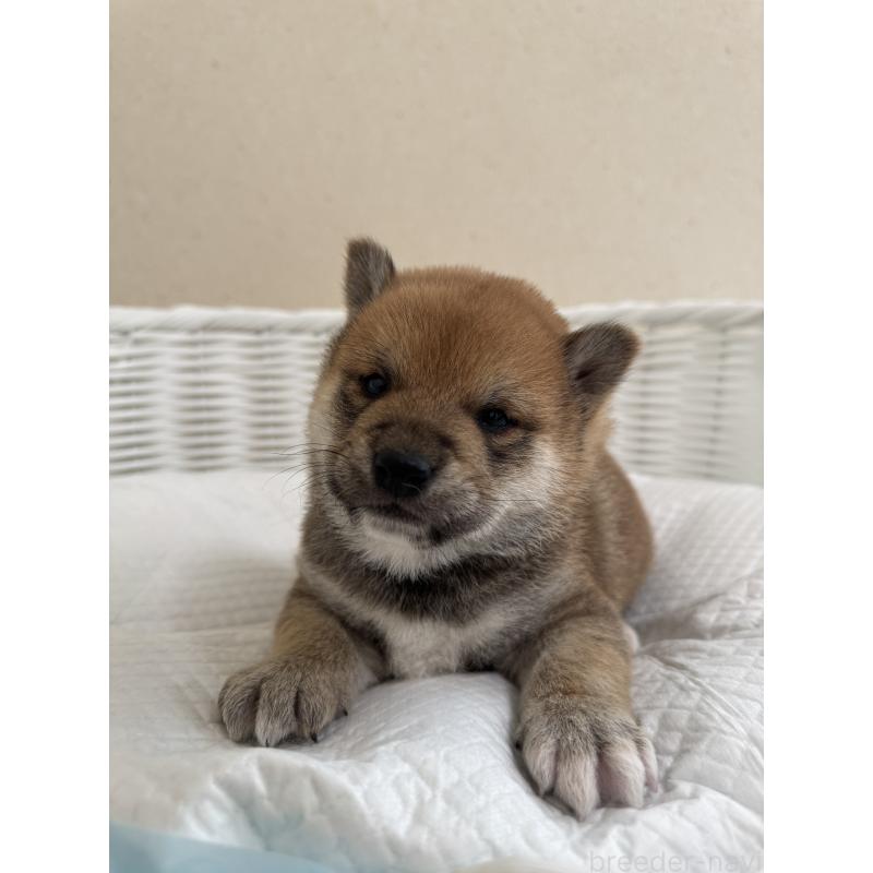 販売中の兵庫県の豆柴-442005の3枚目