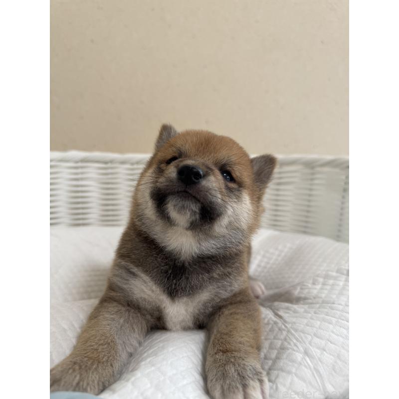 販売中の兵庫県の豆柴-442005の2枚目