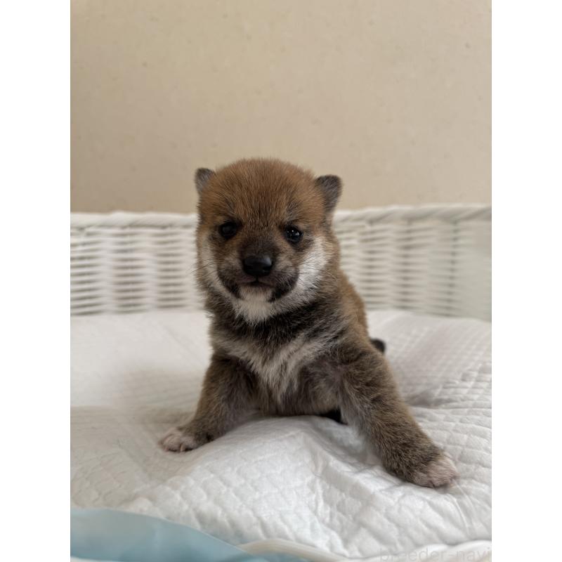 販売中の兵庫県の豆柴-442006の5枚目