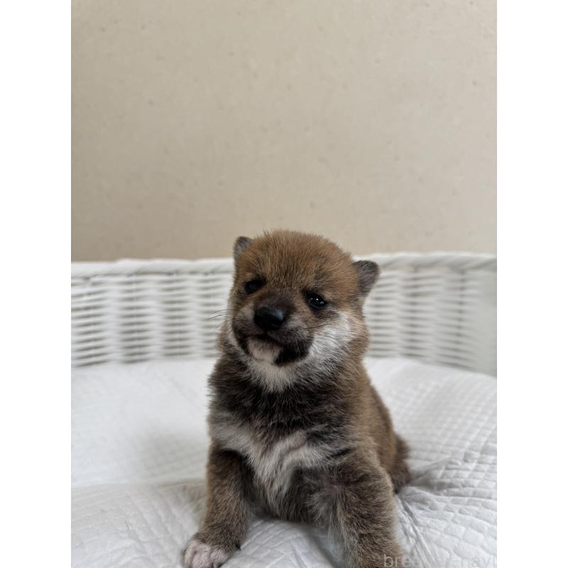 販売中の兵庫県の豆柴-442006の4枚目