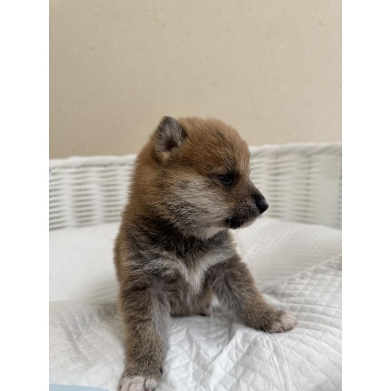 販売中の兵庫県の豆柴-442006の3枚目