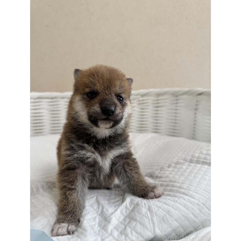 販売中の兵庫県の豆柴-442006の2枚目