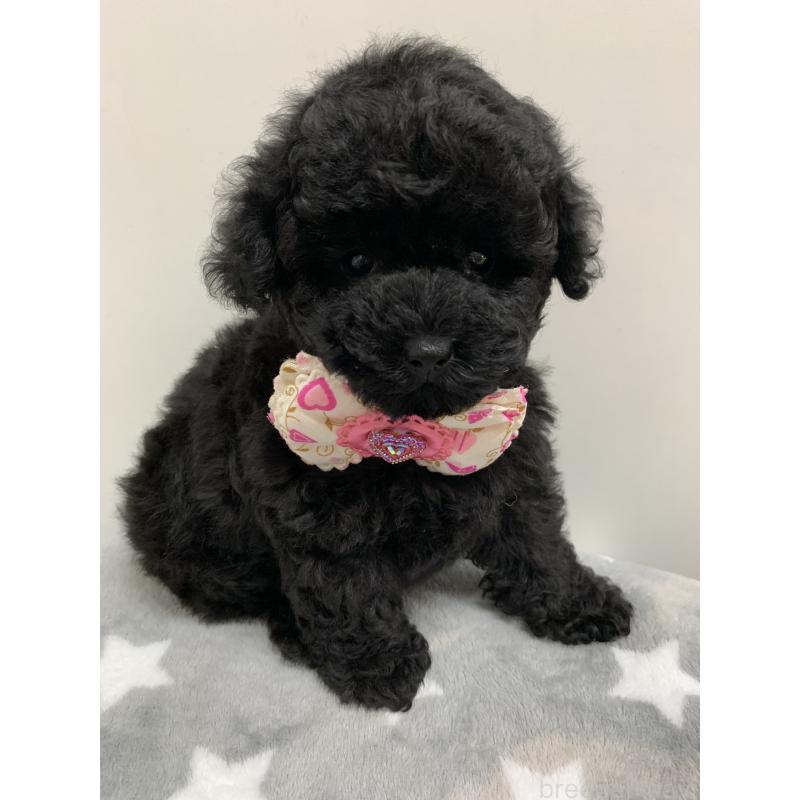 ガガちゃん1枚目