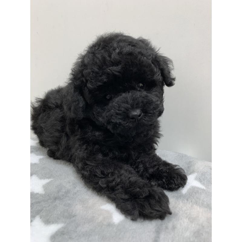 ガガちゃん1枚目