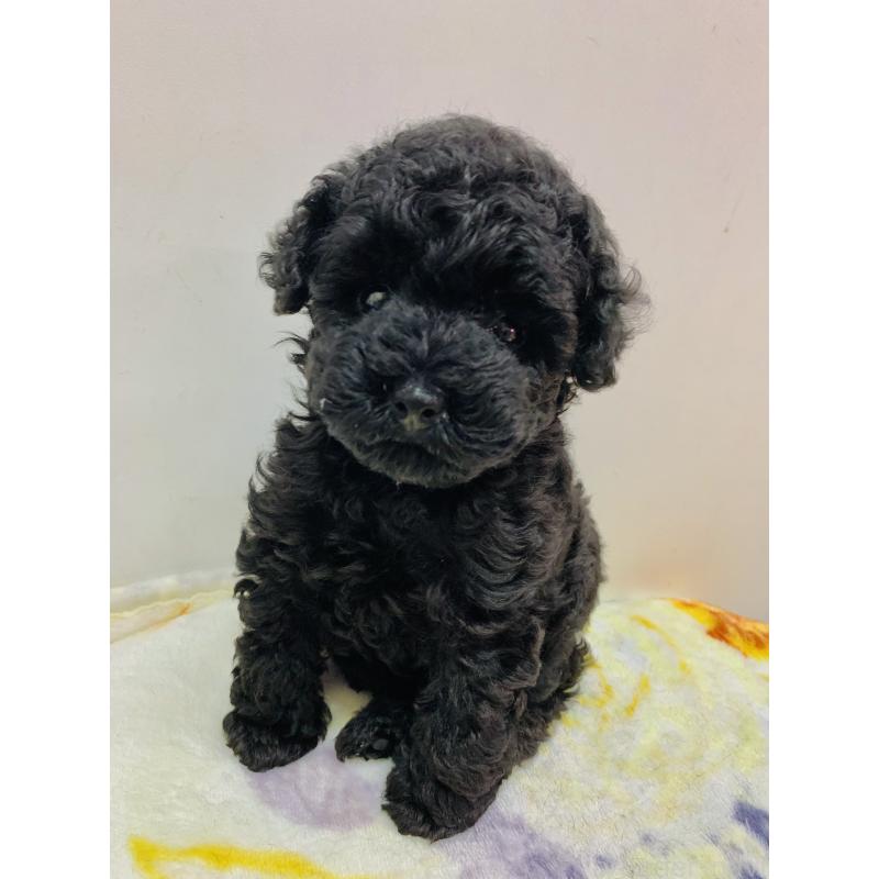 ガガちゃん1枚目