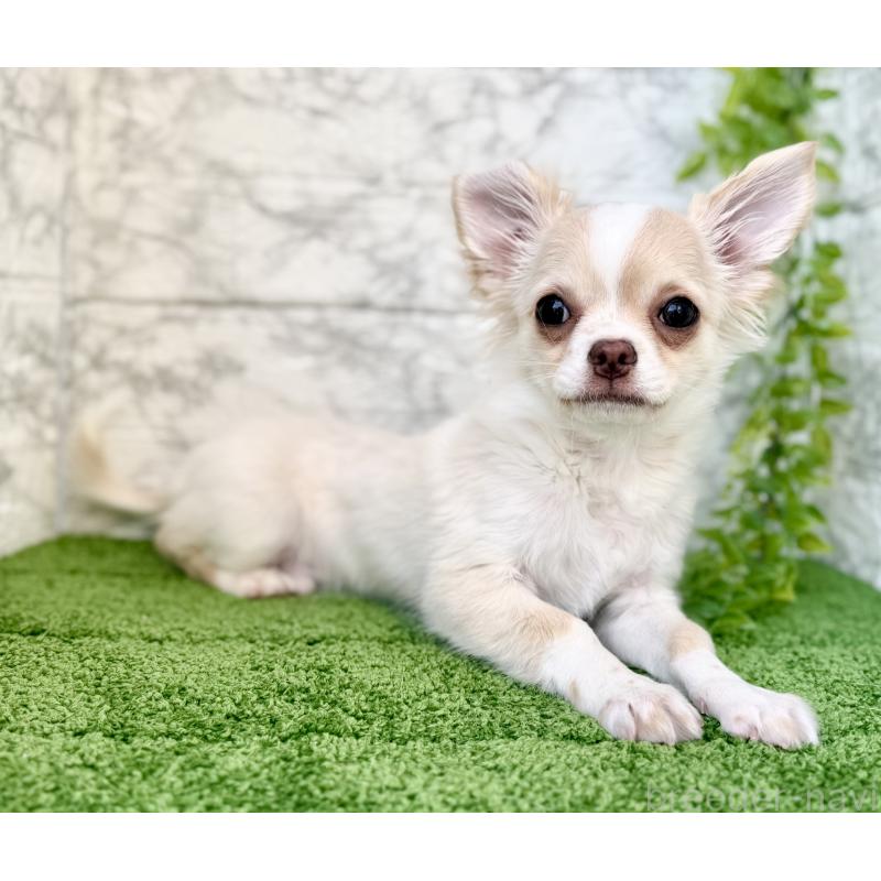 販売中の埼玉県のチワワ(ロングコート)-422569の4枚目