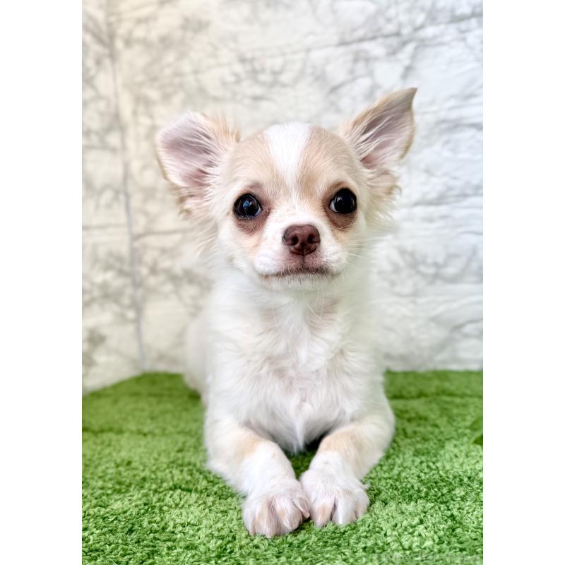 販売中の埼玉県のチワワ(ロングコート)-422569の3枚目