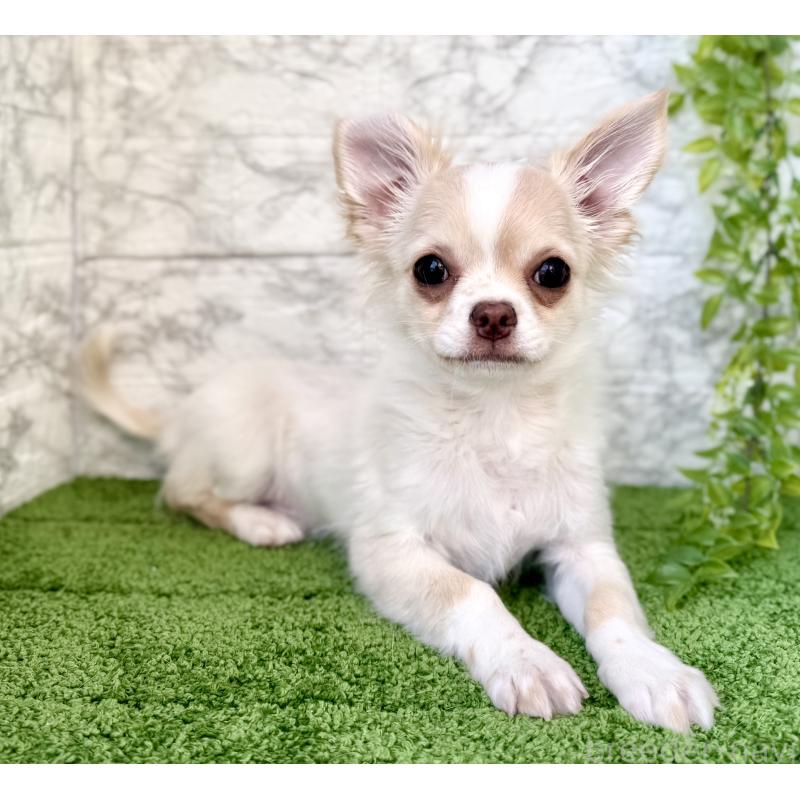 販売中の埼玉県のチワワ(ロングコート)-422569の2枚目