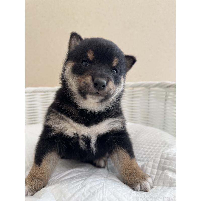 販売中の兵庫県の豆柴-442007の7枚目