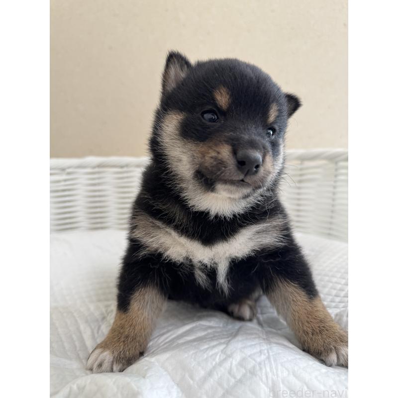 販売中の兵庫県の豆柴-442007の6枚目